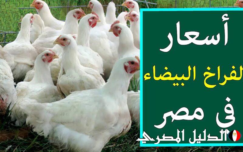 اسعار الفراخ البيضاء اليوم الجمعه 8 مارس 2024 فى منافذ البيع وجميع الاسواق المصريه