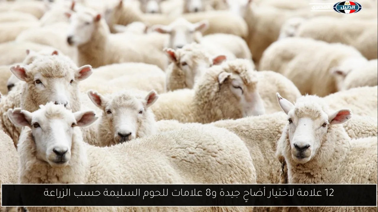 12 علامة لاختيار أضاحٍ جيدة و8 علامات للحوم السليمة حسب الزراعة