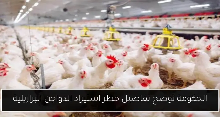 الحكومة توضح تفاصيل حظر استيراد الدواجن البرازيلية