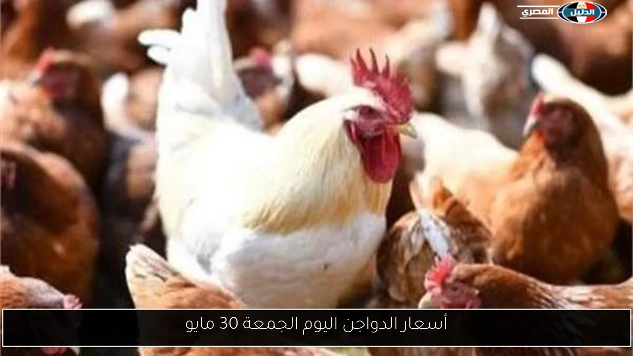 أسعار الدواجن اليوم الجمعة 30 مايو