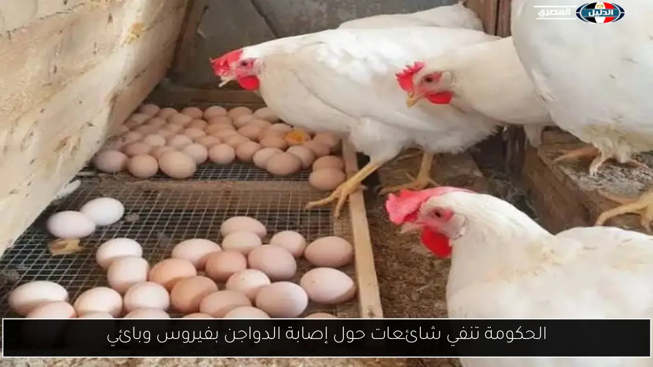 الحكومة تنفي شائعات حول إصابة الدواجن بفيروس وبائي