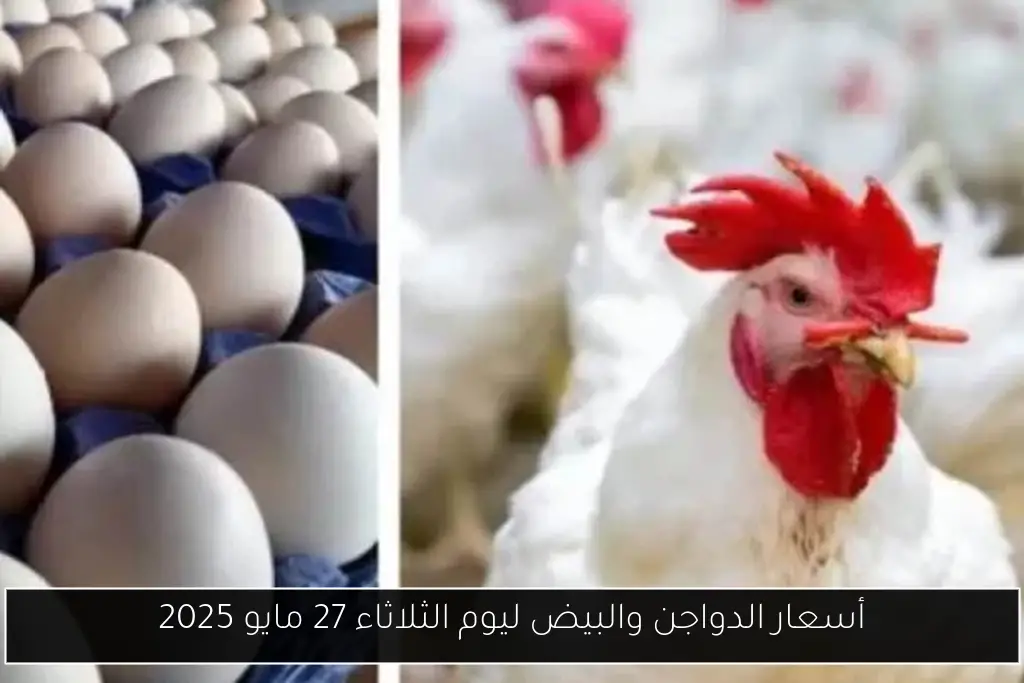 أسعار الدواجن والبيض ليوم الثلاثاء 27 مايو 2025
