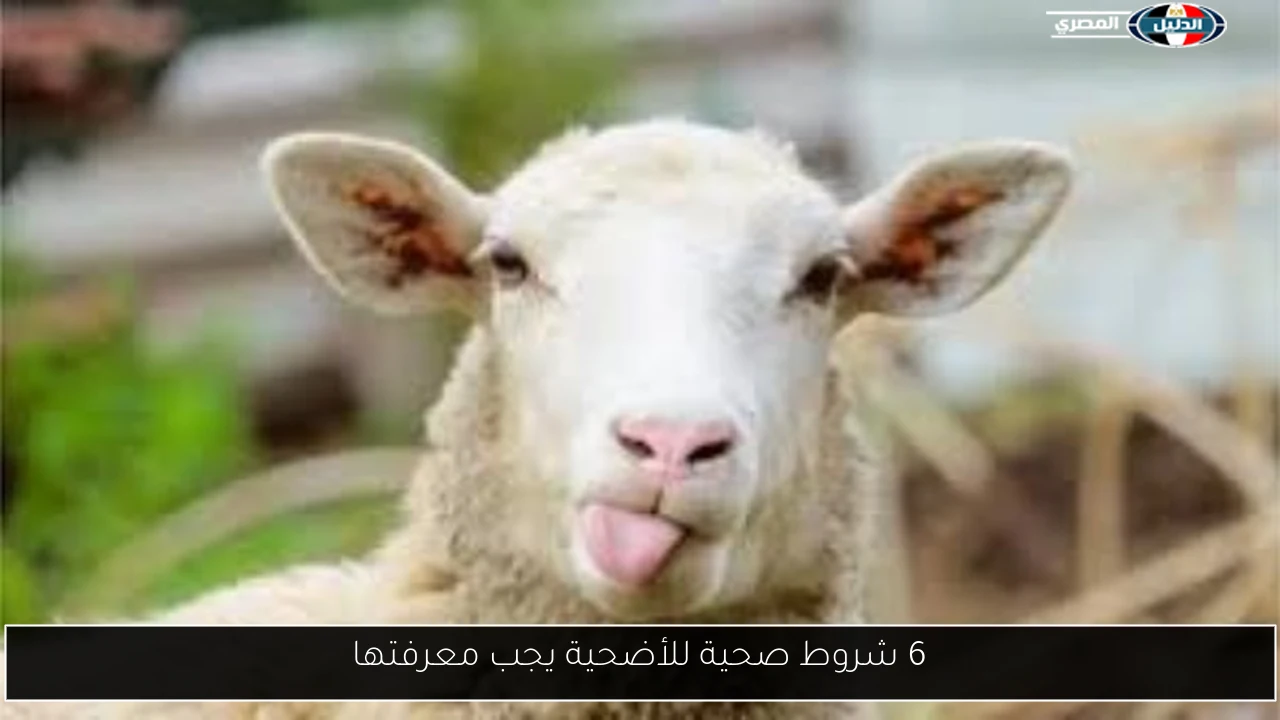 6 شروط صحية للأضحية يجب معرفتها