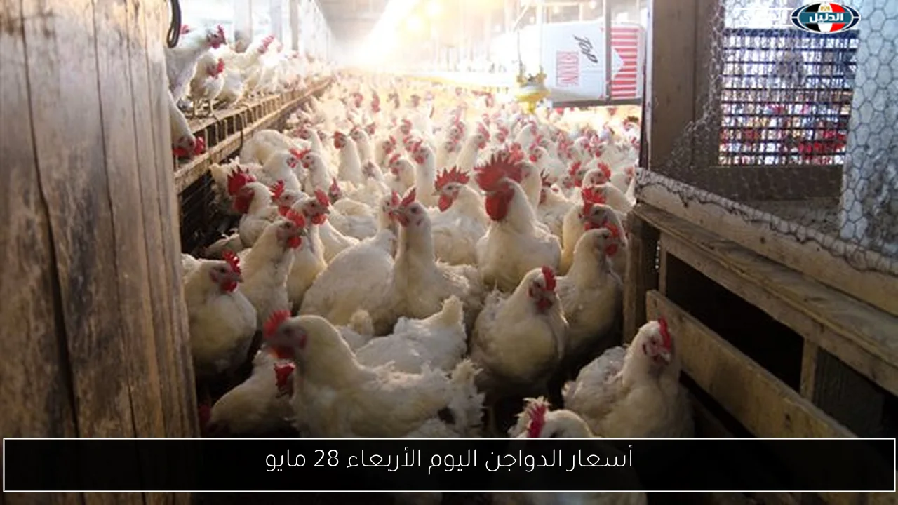 أسعار الدواجن اليوم الأربعاء 28 مايو