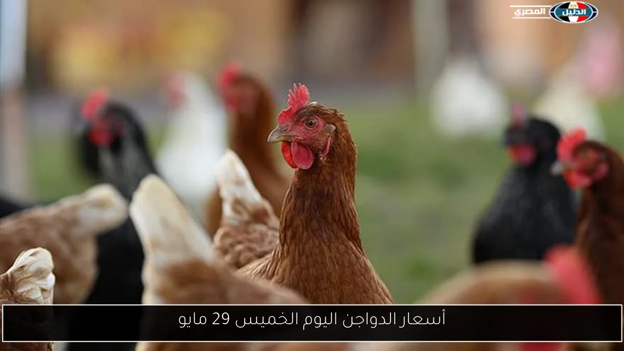 أسعار الدواجن اليوم الخميس 29 مايو