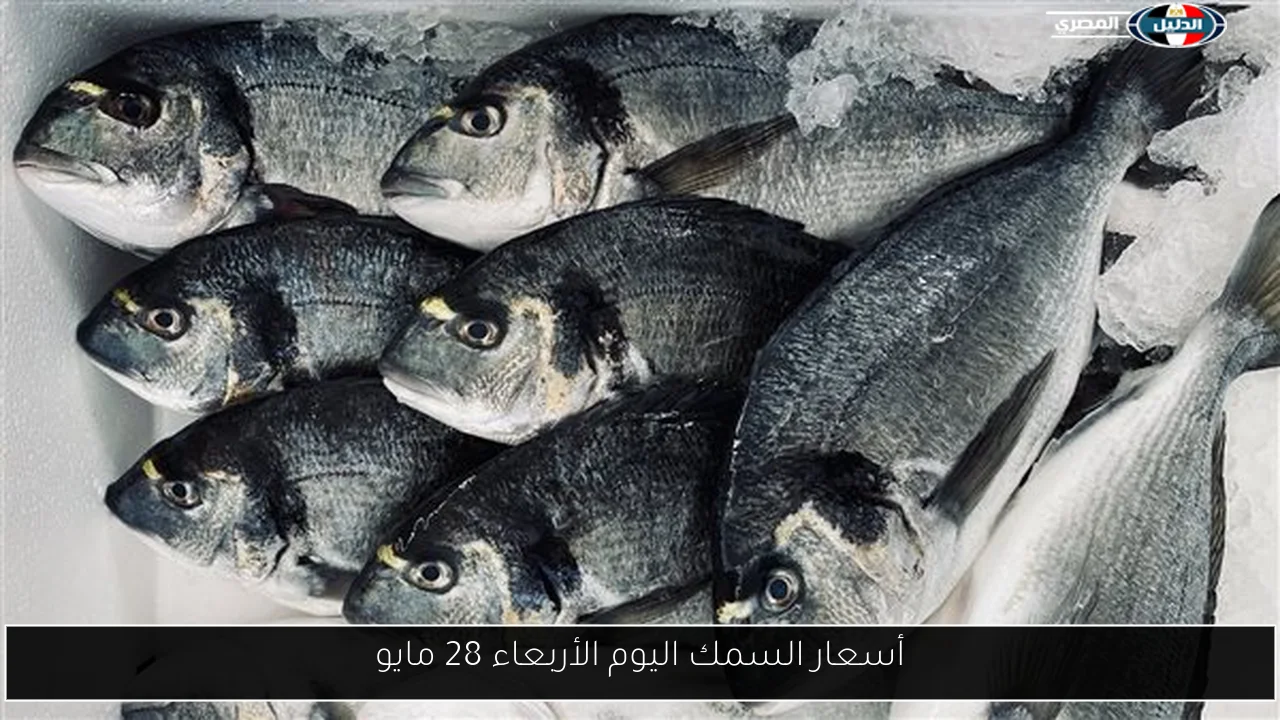 أسعار السمك اليوم الأربعاء 28 مايو