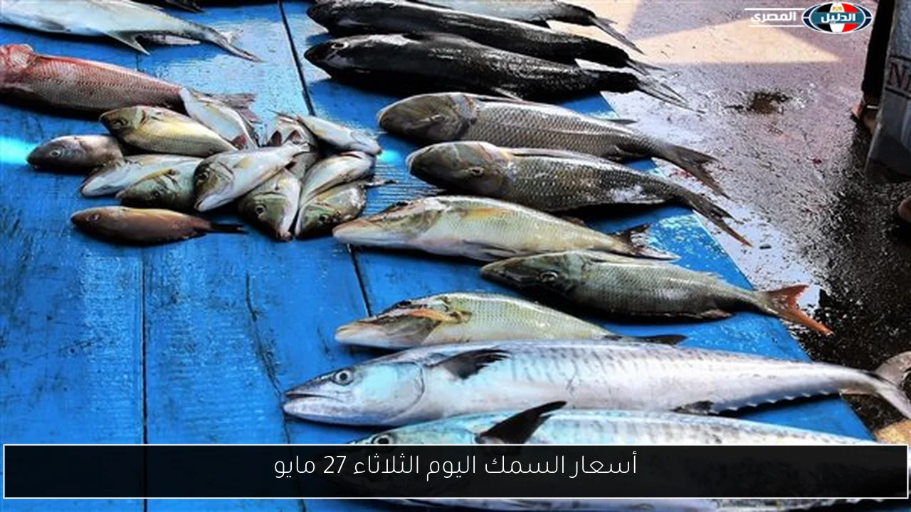 أسعار السمك اليوم الثلاثاء 27 مايو