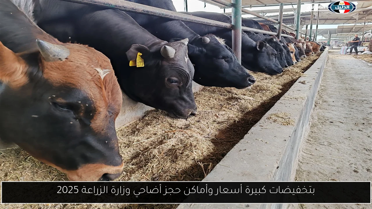 بتخفيضات كبيرة أسعار وأماكن حجز أضاحي وزارة الزراعة 2025
