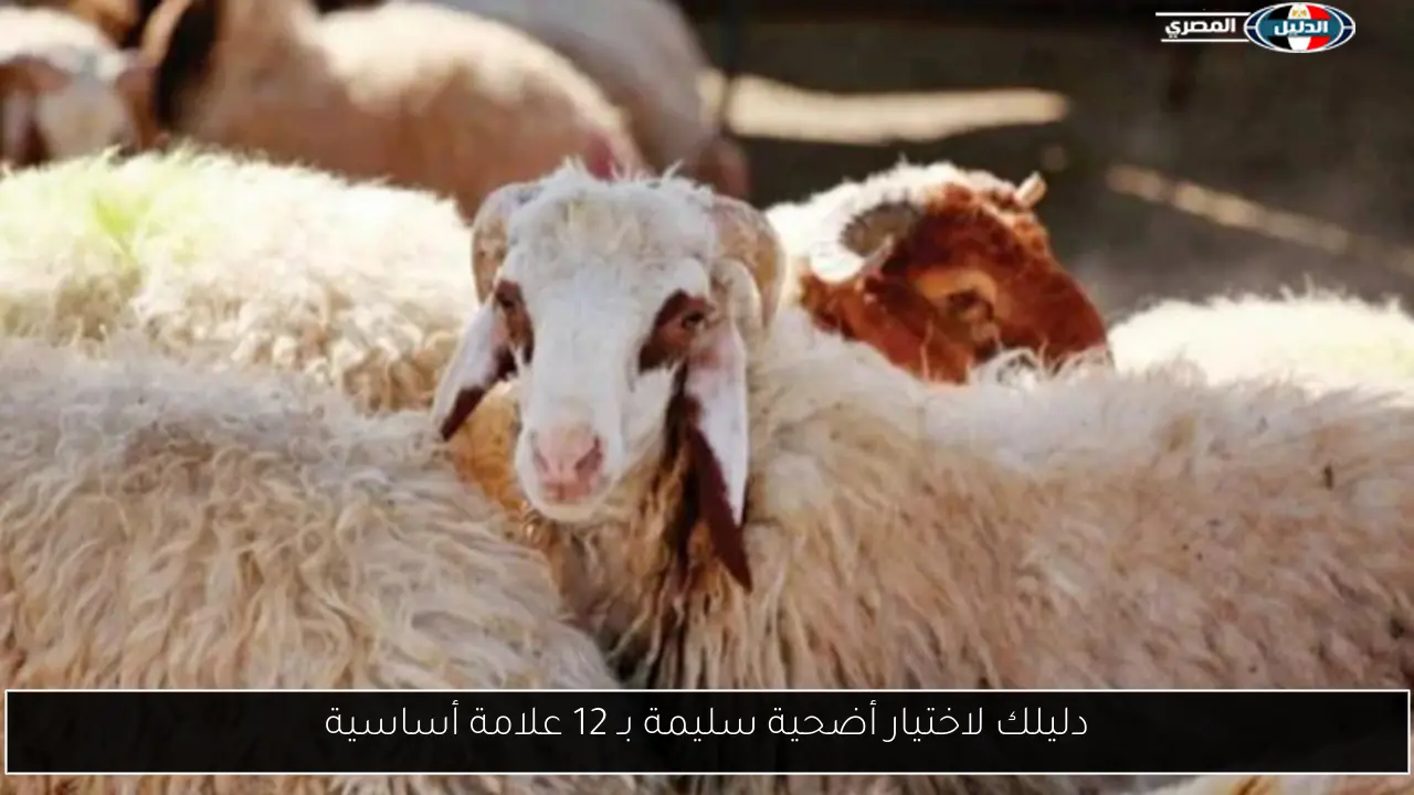 دليلك لاختيار أضحية سليمة بـ 12 علامة أساسية