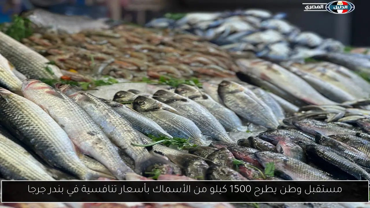 مستقبل وطن يطرح 1500 كيلو من الأسماك بأسعار تنافسية في بندر جرجا