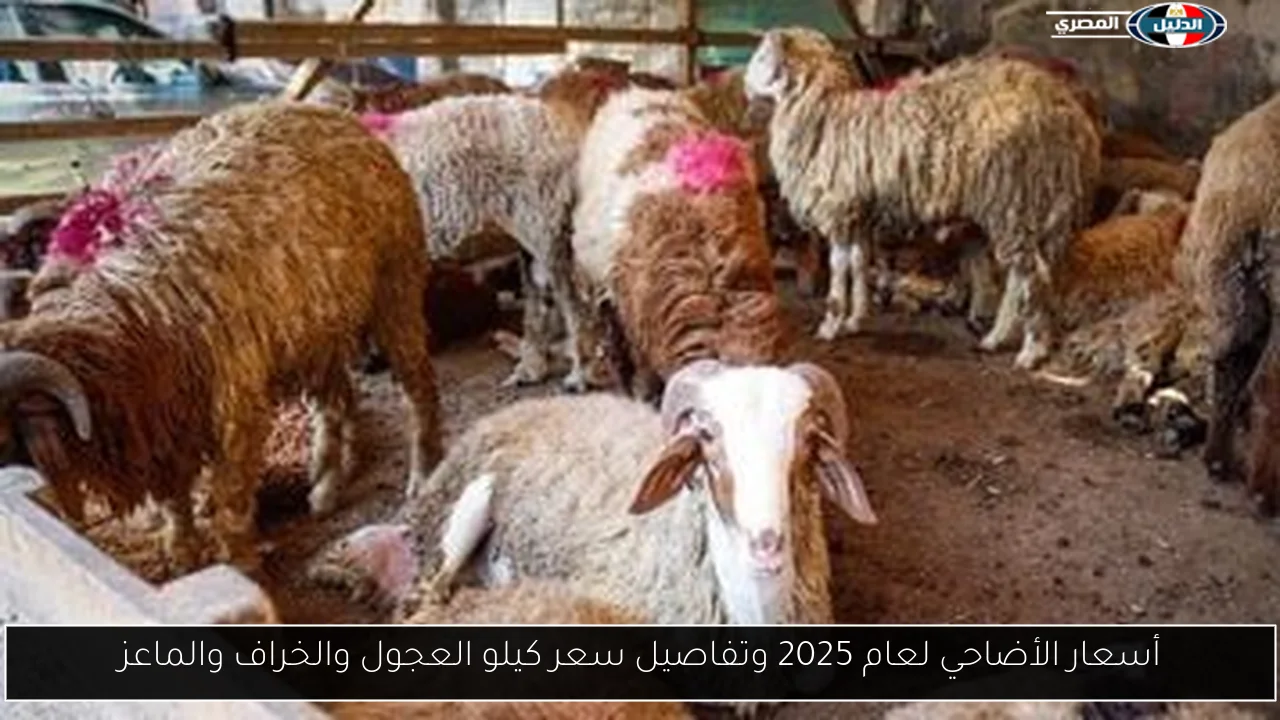 أسعار الأضاحي لعام 2025 وتفاصيل سعر كيلو العجول والخراف والماعز