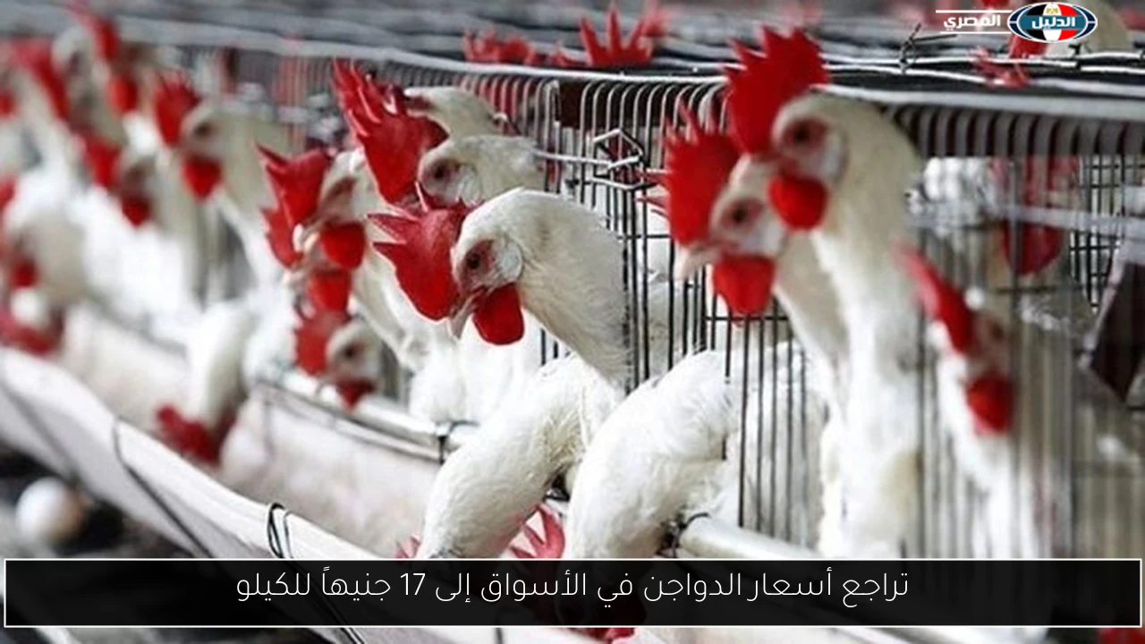 تراجع أسعار الدواجن في الأسواق إلى 17 جنيهاً للكيلو