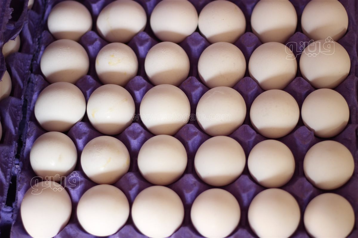 سعر كرتونة البيض اليوم السبت في بورصة الدواجن، الدليل المصري