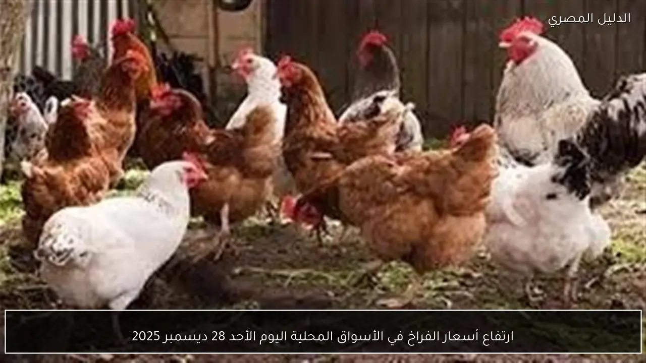 ارتفاع أسعار الفراخ في الأسواق المحلية اليوم الأحد 28 ديسمبر 2025