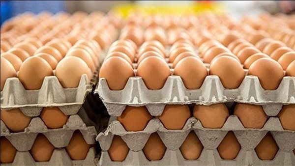 سعر كرتونة البيض اليوم الأحد في بورصة الدواجن، الدليل المصري
