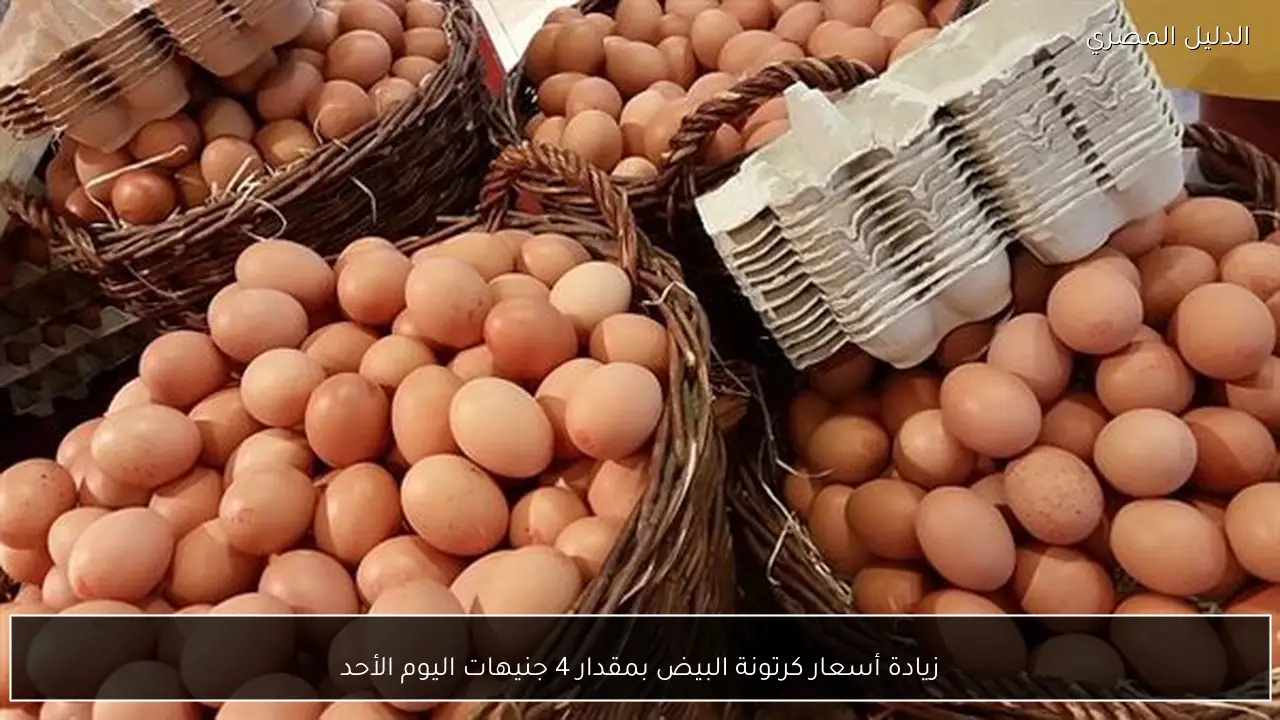 زيادة أسعار كرتونة البيض بمقدار 4 جنيهات اليوم الأحد