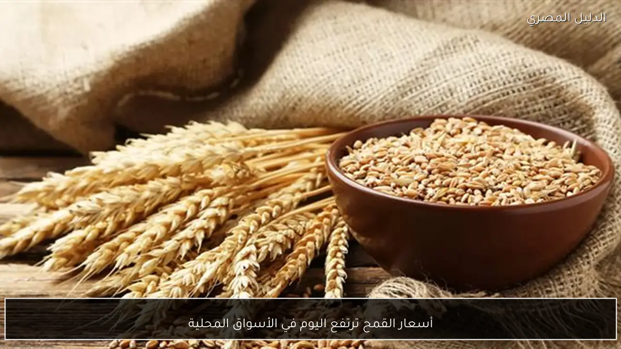 أسعار القمح ترتفع اليوم في الأسواق المحلية