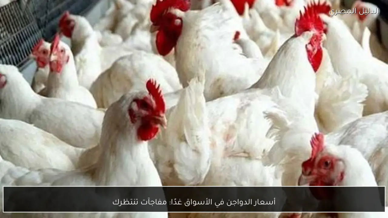 أسعار الدواجن في الأسواق غدًا: مفاجآت تنتظرك