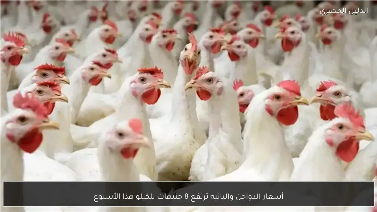 أسعار الدواجن والبانيه ترتفع 8 جنيهات للكيلو هذا الأسبوع