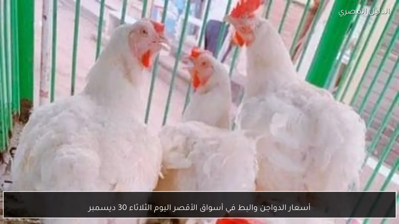 أسعار الدواجن والبط في أسواق الأقصر اليوم الثلاثاء 30 ديسمبر