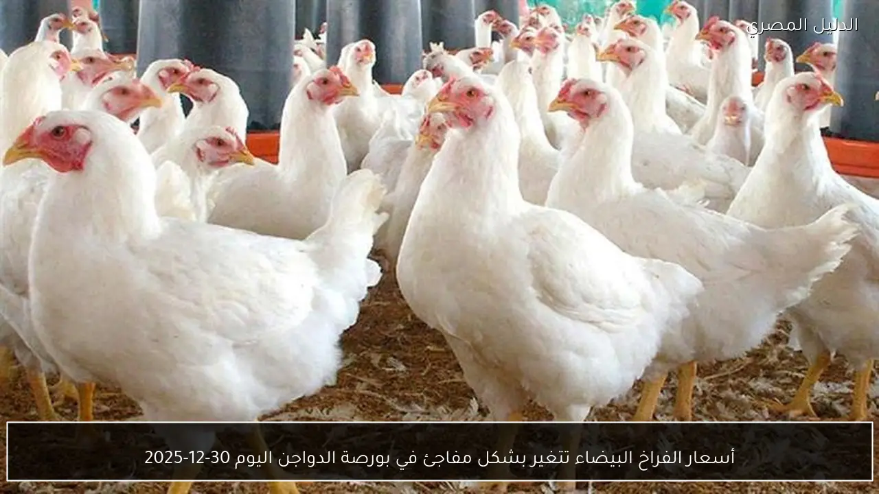 أسعار الفراخ البيضاء تتغير بشكل مفاجئ في بورصة الدواجن اليوم 30-12-2025
