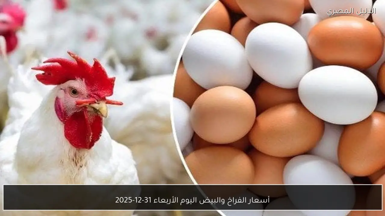 أسعار الفراخ والبيض اليوم الأربعاء 31-12-2025