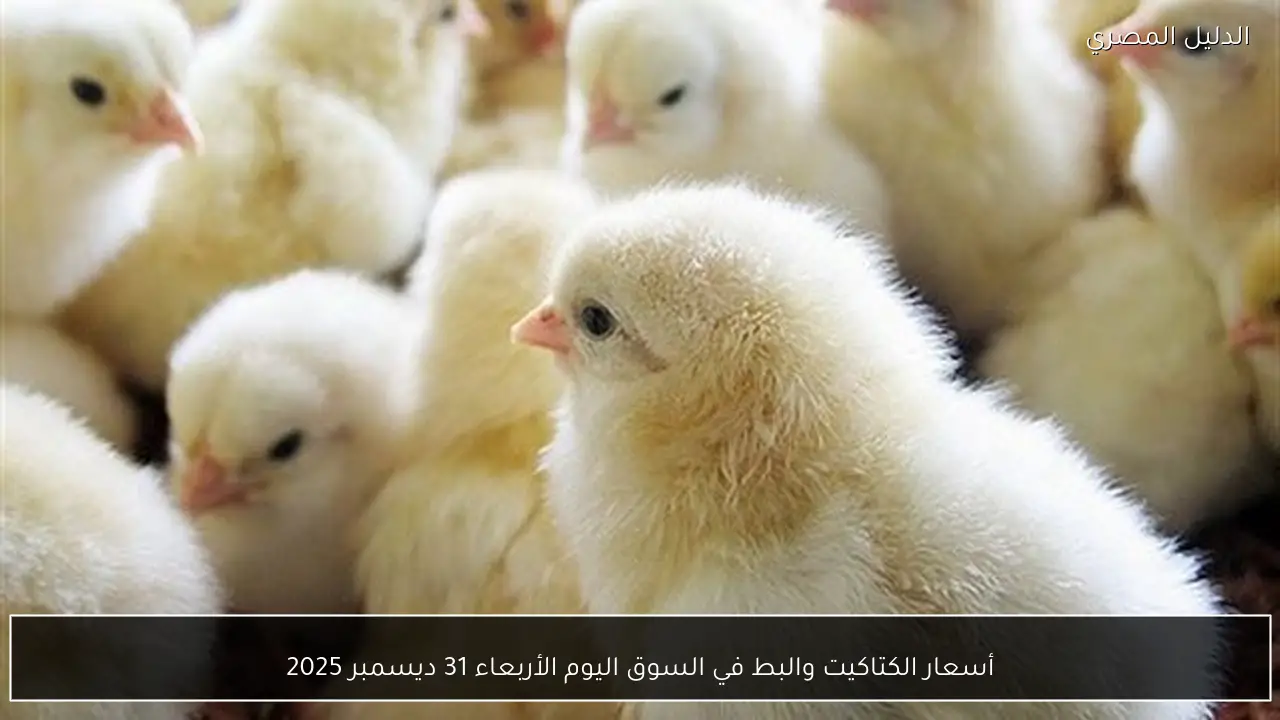 أسعار الكتاكيت والبط في السوق اليوم الأربعاء 31 ديسمبر 2025