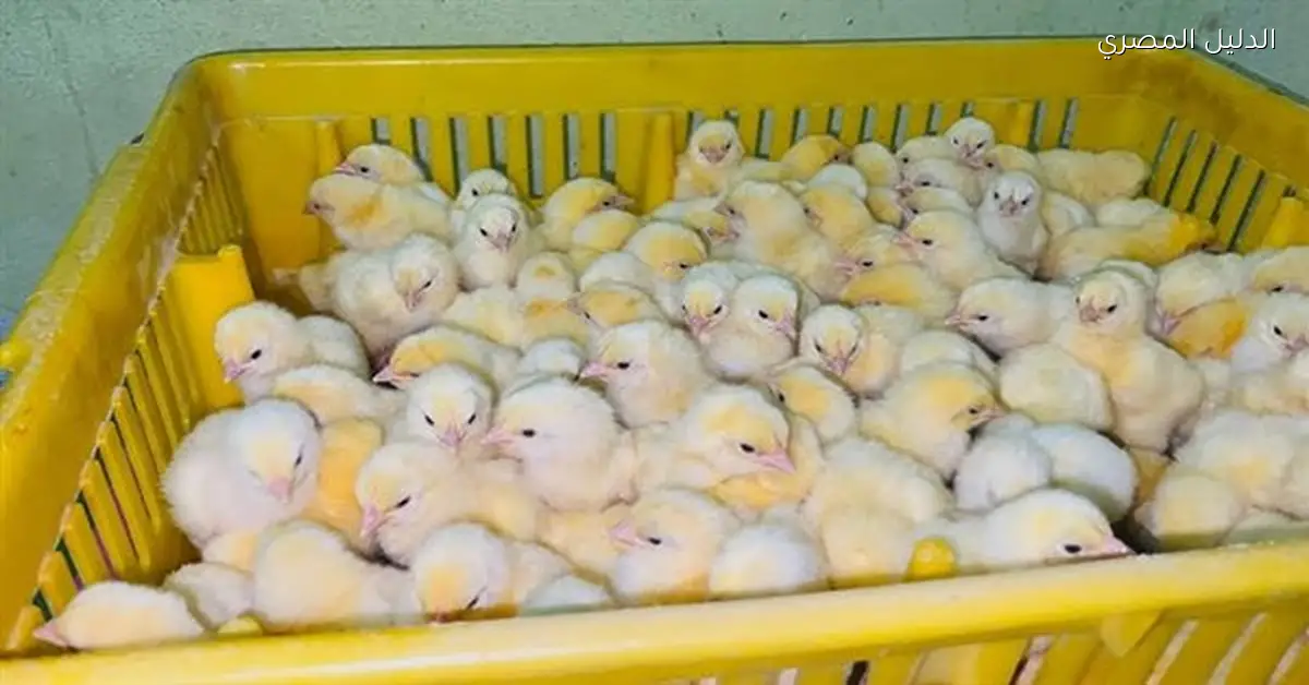 أسعار الكتاكيت والبط في بورصة الدواجن اليوم السبت 27 ديسمبر 2025