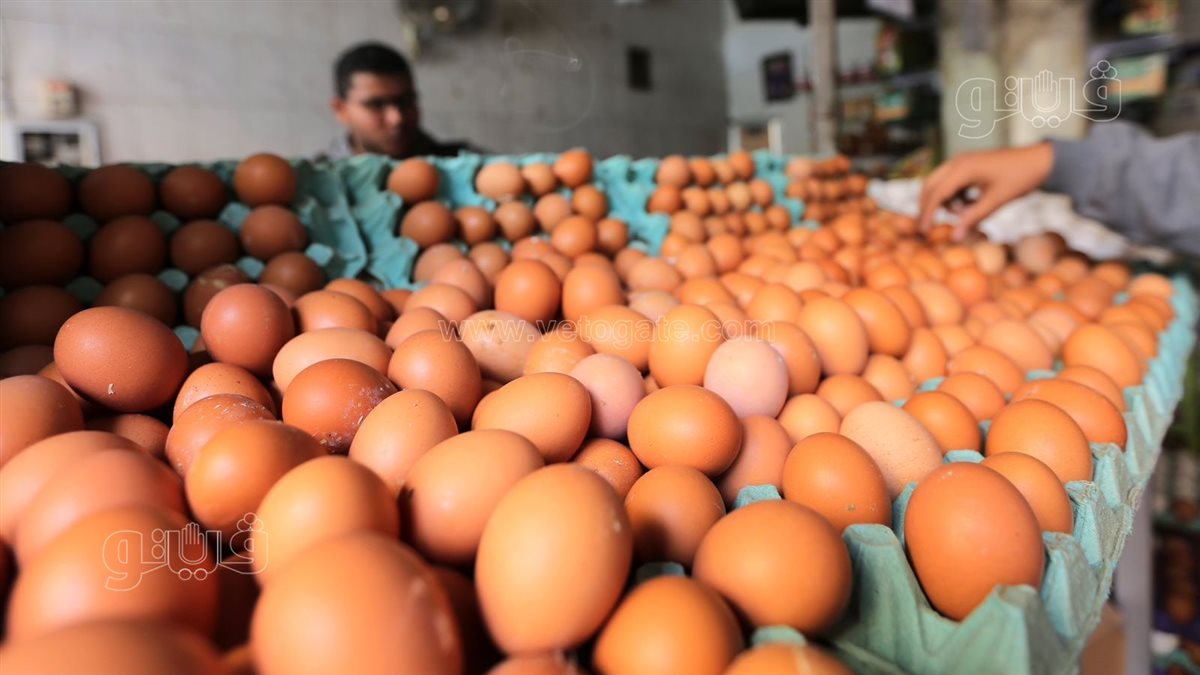 سعر كرتونة البيض اليوم الثلاثاء في بورصة الدواجن، الدليل المصري