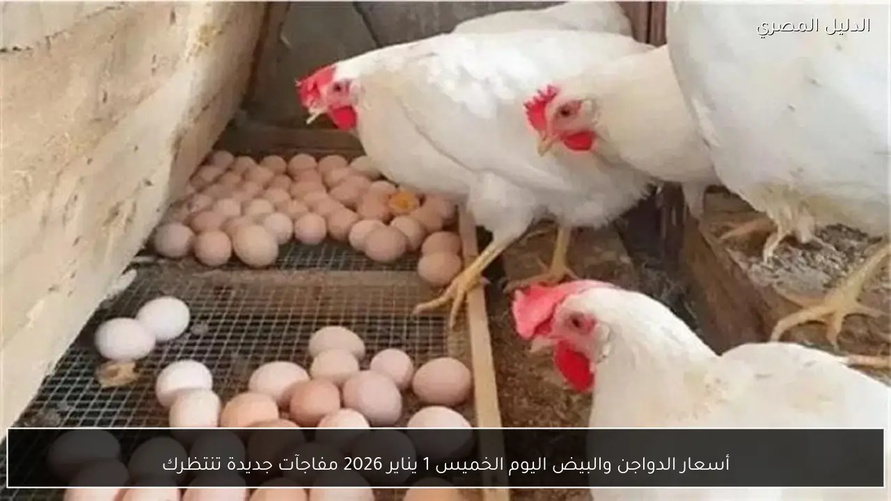 أسعار الدواجن والبيض اليوم الخميس 1 يناير 2026 مفاجآت جديدة تنتظرك