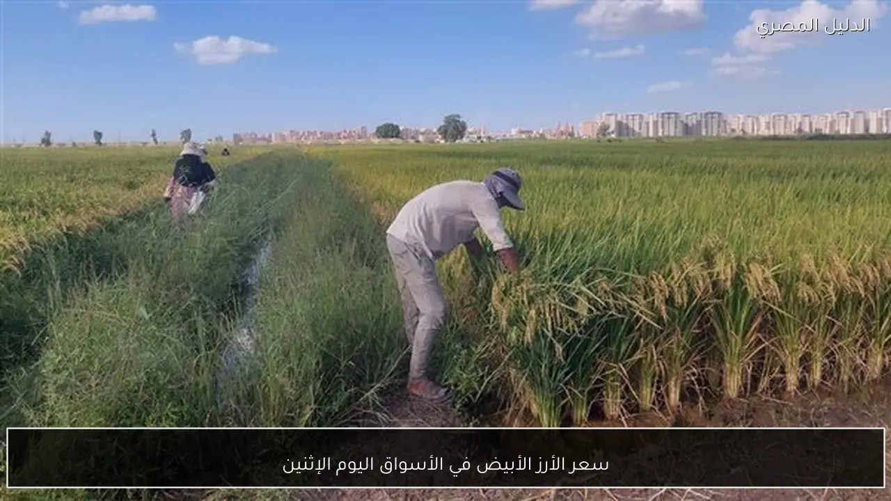 سعر الأرز الأبيض في الأسواق اليوم الإثنين