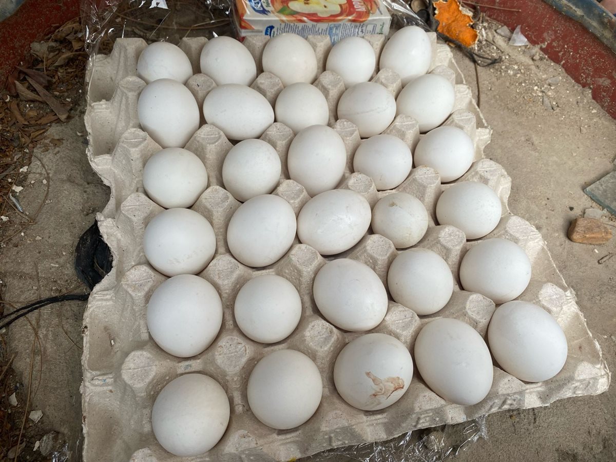 سعر كرتونة البيض اليوم الإثنين في بورصة الدواجن، الدليل المصري