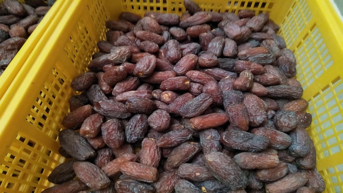 سعر البلح اليوم، الدليل المصري