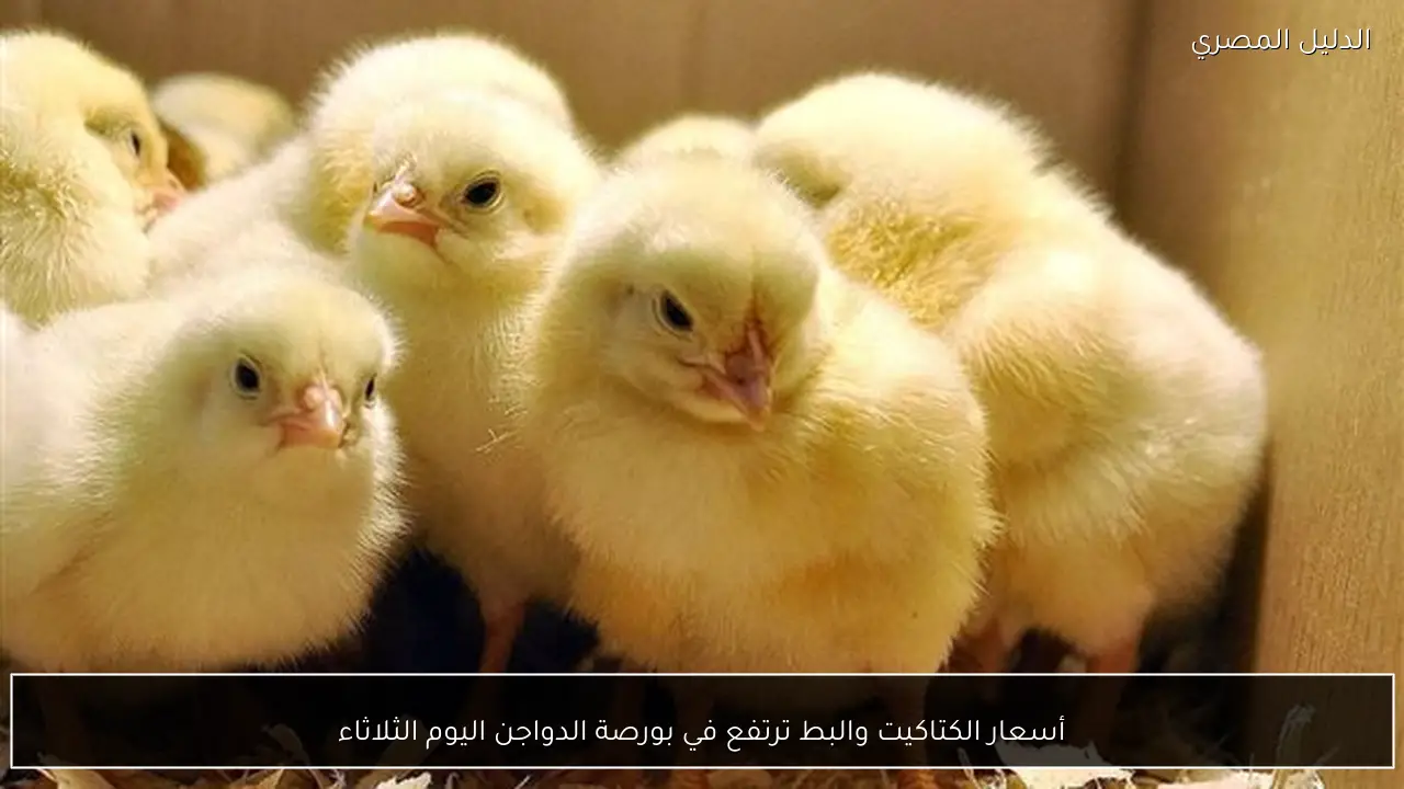 أسعار الكتاكيت والبط ترتفع في بورصة الدواجن اليوم الثلاثاء