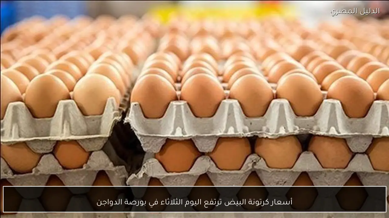 أسعار كرتونة البيض ترتفع اليوم الثلاثاء في بورصة الدواجن