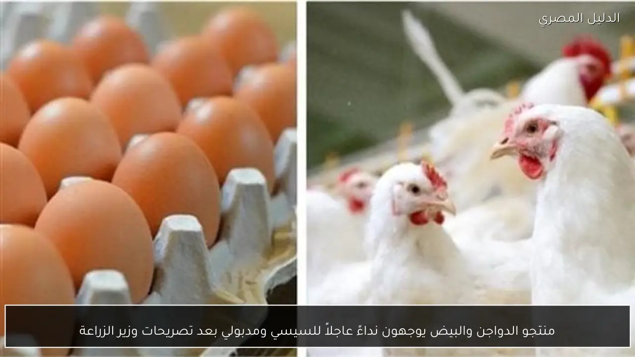 منتجو الدواجن والبيض يوجهون نداءً عاجلاً للسيسي ومدبولي بعد تصريحات وزير الزراعة