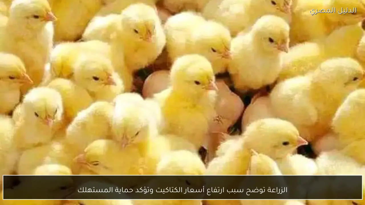 الزراعة توضح سبب ارتفاع أسعار الكتاكيت وتؤكد حماية المستهلك