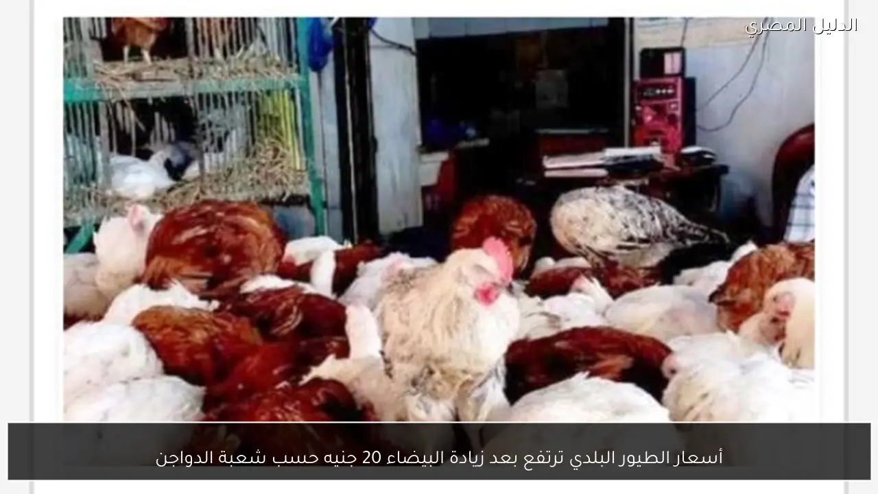 أسعار الطيور البلدي ترتفع بعد زيادة البيضاء 20 جنيه حسب شعبة الدواجن