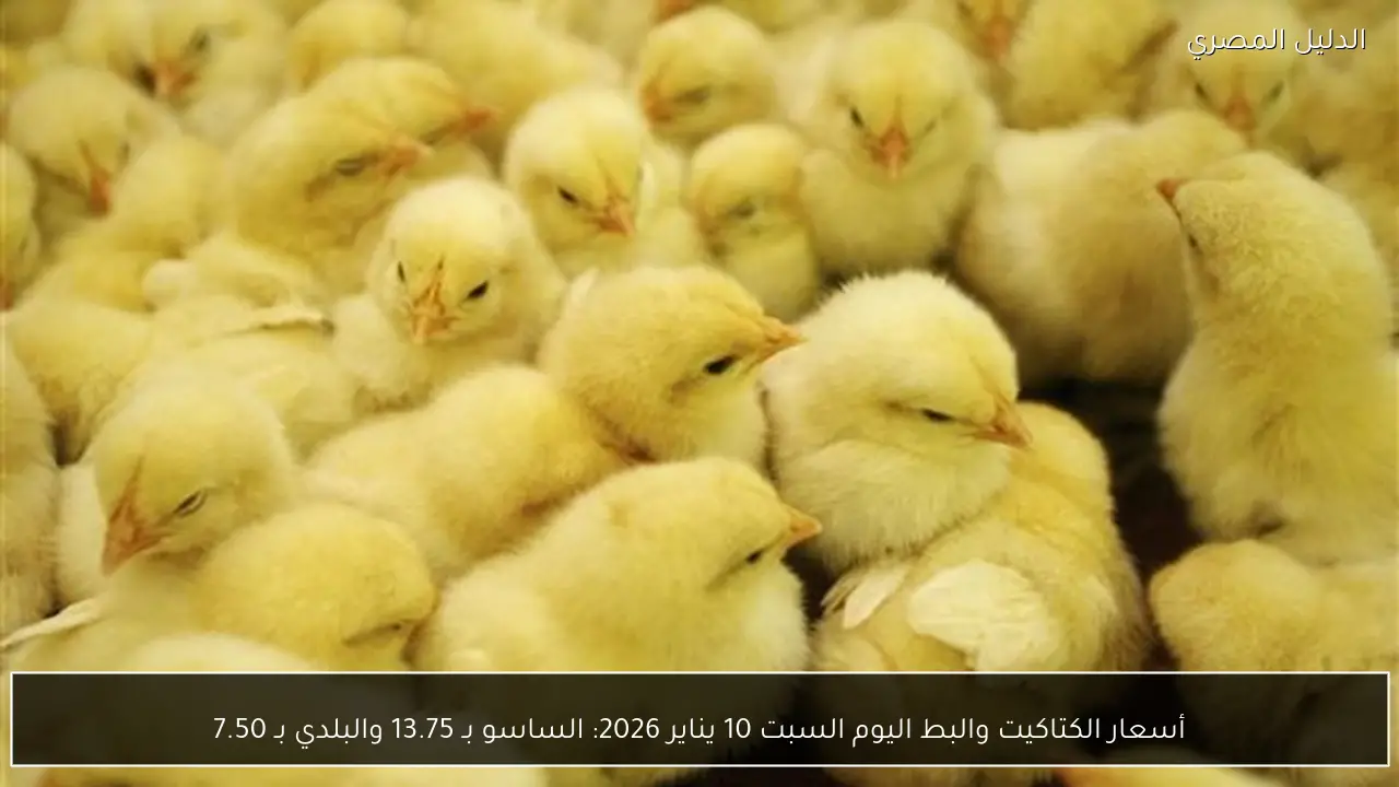 أسعار الكتاكيت والبط اليوم السبت 10 يناير 2026: الساسو بـ 13.75 والبلدي بـ 7.50