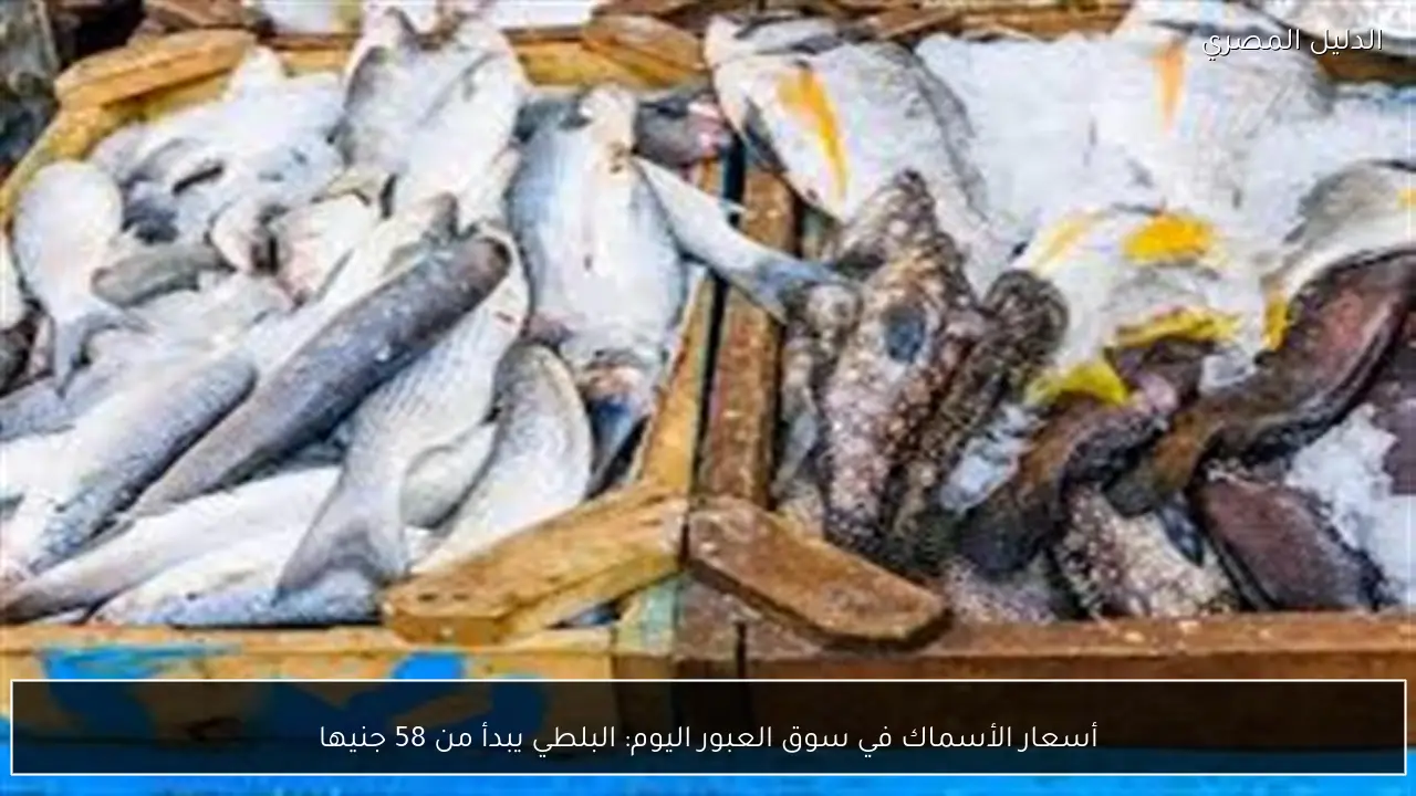 أسعار الأسماك في سوق العبور اليوم: البلطي يبدأ من 58 جنيها