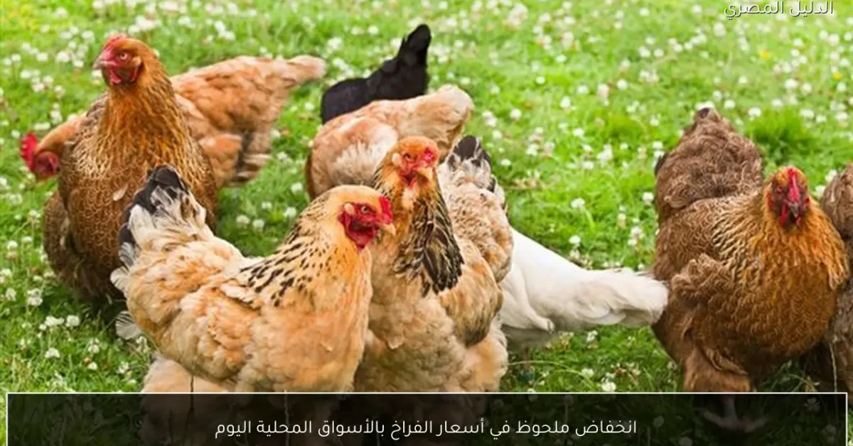 انخفاض ملحوظ في أسعار الفراخ بالأسواق المحلية اليوم