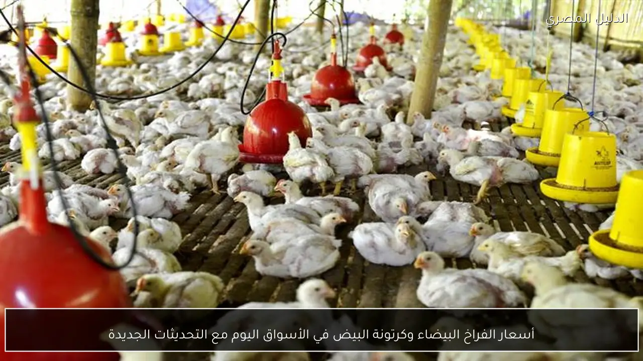 أسعار الفراخ البيضاء وكرتونة البيض في الأسواق اليوم مع التحديثات الجديدة