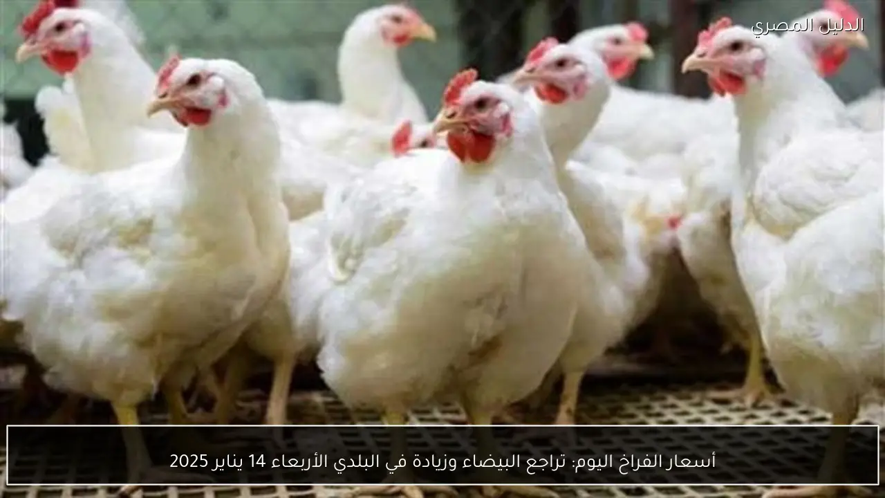 أسعار الفراخ اليوم: تراجع البيضاء وزيادة في البلدي الأربعاء 14 يناير 2025