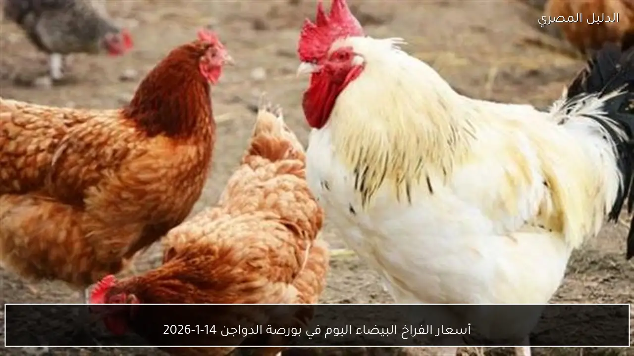 أسعار الفراخ البيضاء اليوم في بورصة الدواجن 14-1-2026