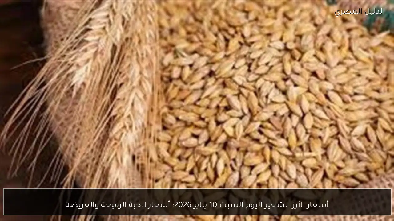 أسعار الأرز الشعير اليوم السبت 10 يناير 2026: أسعار الحبة الرفيعة والعريضة