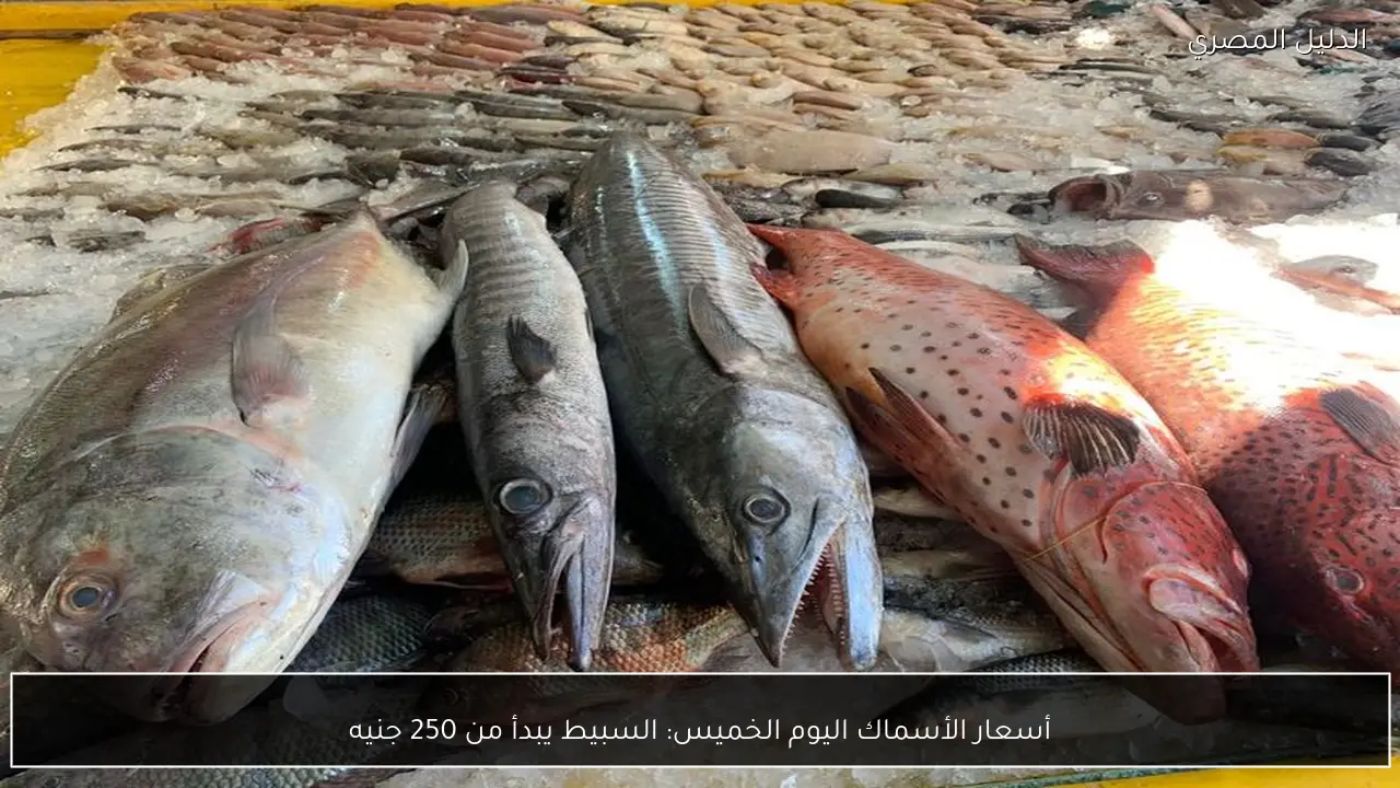 أسعار الأسماك اليوم الخميس: السبيط يبدأ من 250 جنيه