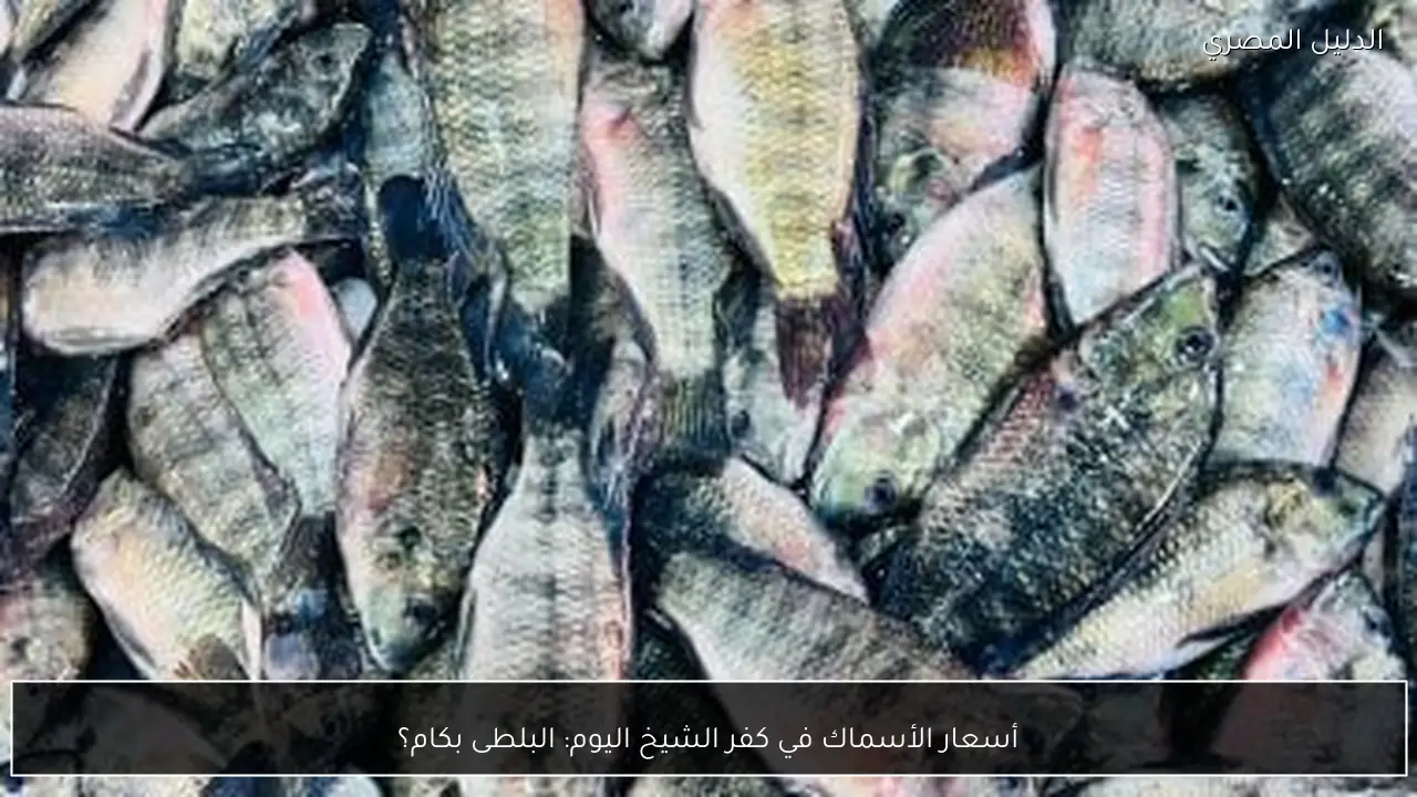 أسعار الأسماك في كفر الشيخ اليوم: البلطى بكام؟