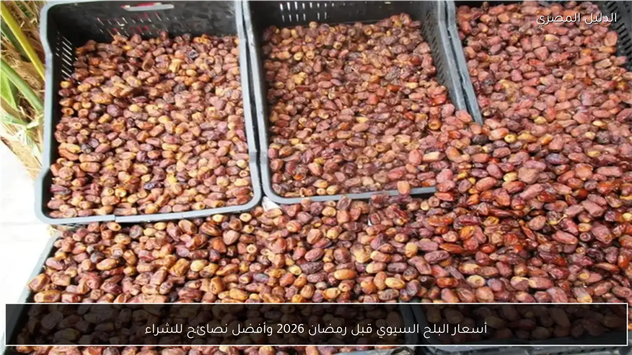 أسعار البلح السيوي قبل رمضان 2026 وأفضل نصائح للشراء