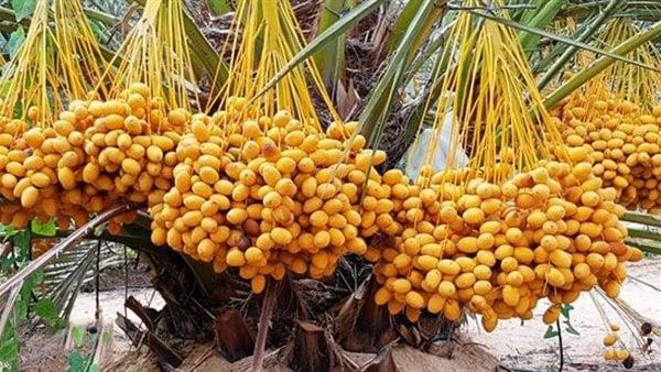 أسعار البلح السيوي اليوم الجمعة 12 سبتمبر 2025 - دار الهلال