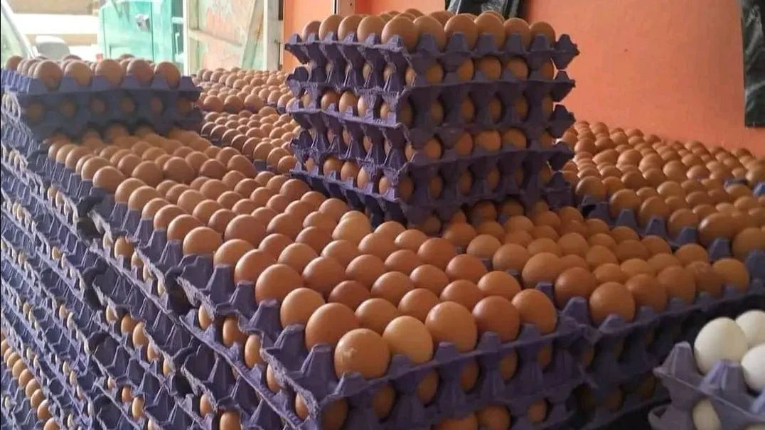 سعر كرتونة البيض اليوم الأربعاء في بورصة الدواجن، الدليل المصري